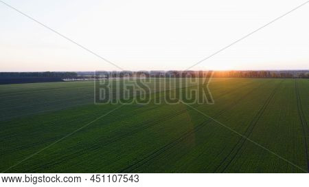 The Setting Sun Over A Field On Which Garlic, Or Onions, Sprouts; Agriculture