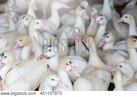 A Flock Of White Ducks In A Poultry Farm, Free-range Ducks. An Open Farm In Thailand. Farming, Lives