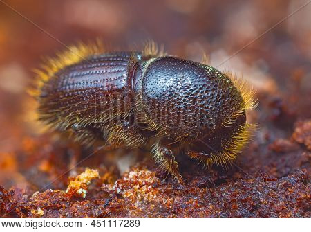 The European Spruce Bark Beetle - Ips Typographus
