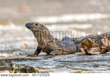Head Portrait Of Very Impressive Lizard Black Spiny-tailed Iguana (ctenosaura Similis) In National P