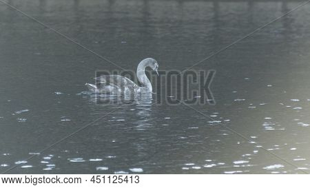 The Lonely Beautiful White Swan Is Swimming In Winter River. Wintering Swan In The City River. Ornit