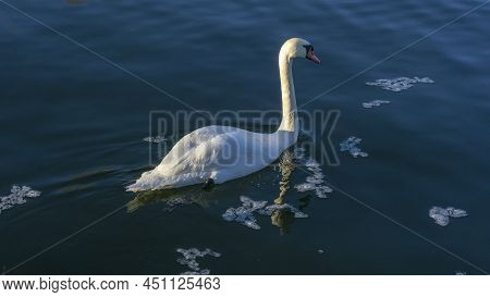 The Lonely Beautiful White Swan Is Swimming In Winter River. Wintering Swan In The City River. Ornit