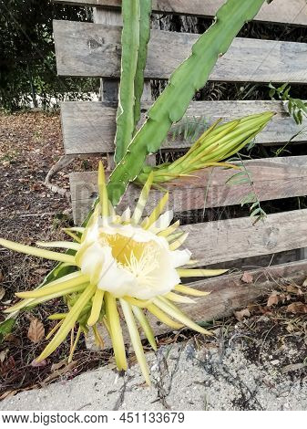 Beautiful Blooming Hylocereus Undatus Cactus In The Garden