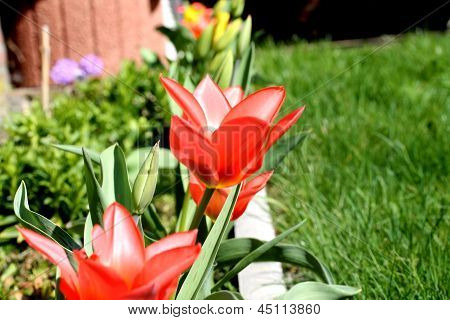 Tulpen