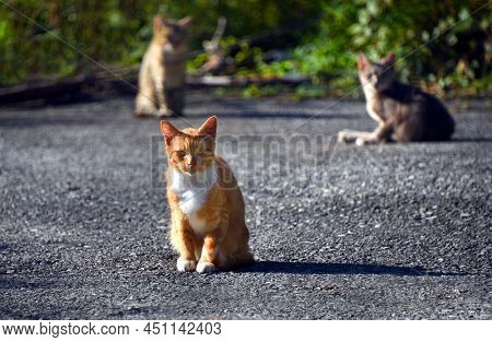 Ferral Orange Tabby Gives The Camera A Fierce Stare, As The Group Of Three Cats Bask In Early Mornin