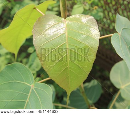Green Leaf Pho Leaf, (bo Leaf,bothi Leaf)