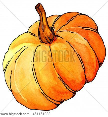 Watercolor Hand Drawn Pumpkin, Sketch Illustration, Isolated On White Background