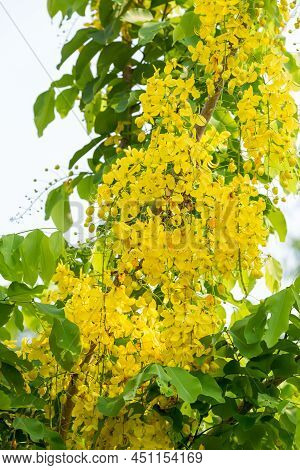 Ratchaphruek National Flower Of Thailand. Ratchaphruek Cassia Fistula Flowers. Golden Shower Tree. R