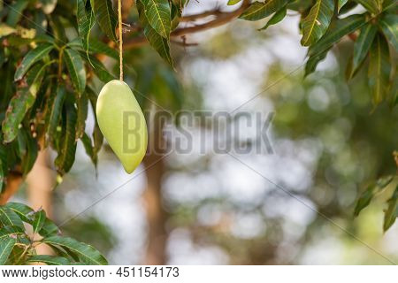 Green Mango Hanging, Mango Field, Mango Farm. Agricultural Concept, Agricultural Industry Concept. M