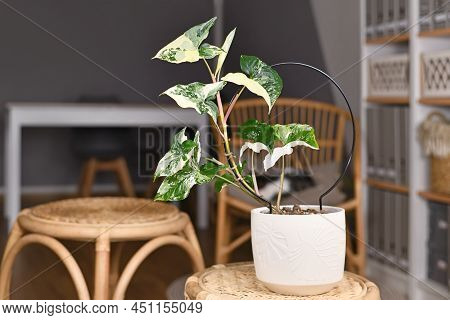 Potted Exotic Houseplant With Botanic Name 'syngonium Podophyllum Variegata' With White Spots In Flo