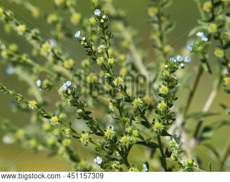 Blooming Plant Of European Stickseed, Lappula Squarrosa
