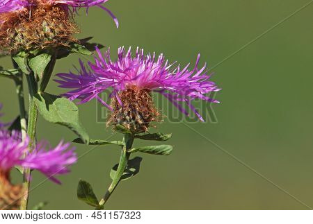 Wig Knapweed Purple Flower Head, Centaurea Phrygia Ssp. Pseudophrygia