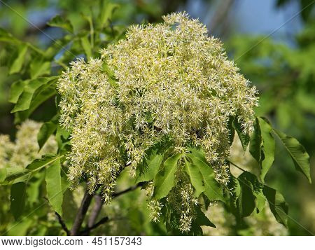 Manna Ash Or Flowering Ash Tree Blossom, Fraxinus Ornus