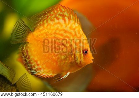 Portrait Of A Discus In The Aquarium, Discus Fish Belongs To The Cichlids.