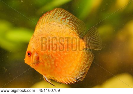 Portrait Of A Discus In The Aquarium, Discus Fish Belongs To The Cichlids.