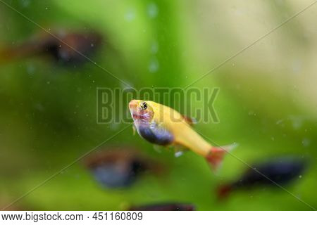Portrait, Close-up Of A Tetra, Barb Or Danio In An Aquarium.