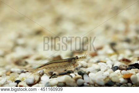 Close Up Of An Amano Shrimp In An Aquarium.