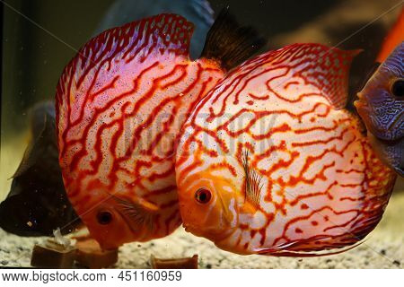 Portrait Of A Discus In The Aquarium, Discus Fish Belongs To The Cichlids.