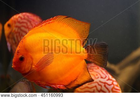 Portrait Of A Discus In The Aquarium, Discus Fish Belongs To The Cichlids.