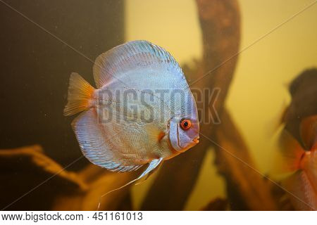 Portrait Of A Discus In The Aquarium, Discus Fish Belongs To The Cichlids.