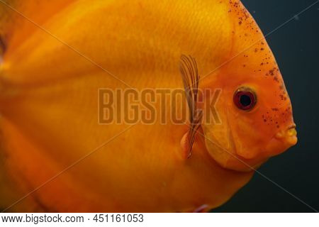 Portrait Of A Discus In The Aquarium, Discus Fish Belongs To The Cichlids.