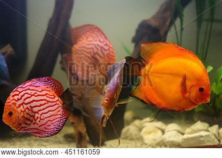 Portrait Of A Discus In The Aquarium, Discus Fish Belongs To The Cichlids.