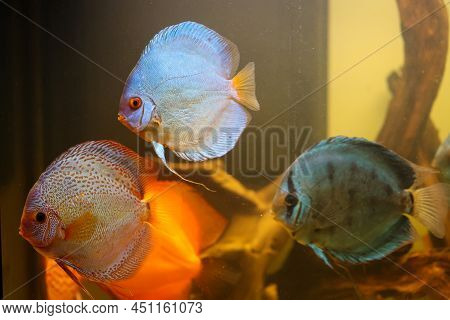 Portrait Of A Discus In The Aquarium, Discus Fish Belongs To The Cichlids.