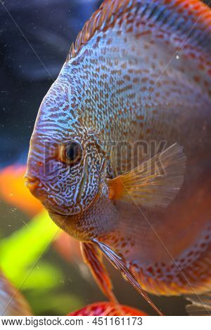 Portrait Of A Discus In The Aquarium, Discus Fish Belongs To The Cichlids.