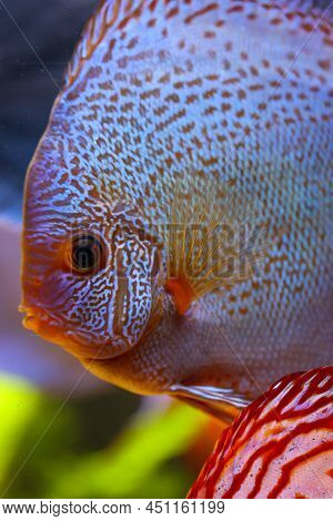Portrait Of A Discus In The Aquarium, Discus Fish Belongs To The Cichlids.