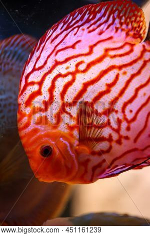 Portrait Of A Discus In The Aquarium, Discus Fish Belongs To The Cichlids.