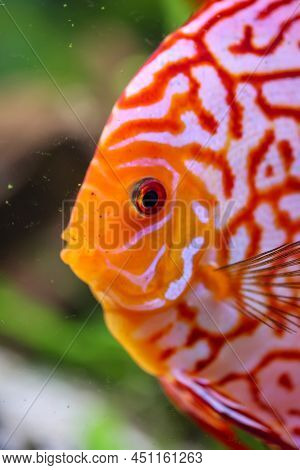 Portrait Of A Discus In The Aquarium, Discus Fish Belongs To The Cichlids.