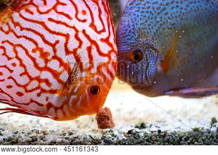 Portrait Of A Discus In The Aquarium, Discus Fish Belongs To The Cichlids.