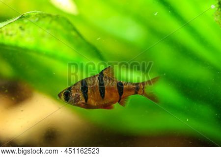 Close Up Of A Five Girdle Barb. A Barb In The Aquarium.