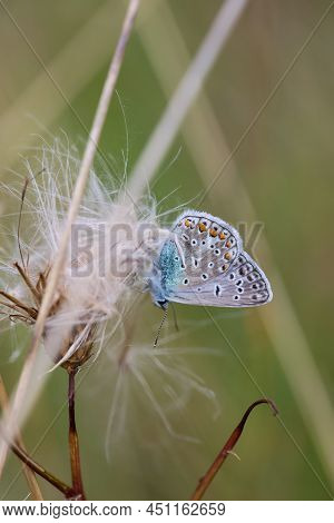 A Blue Butterfly, Moth On A Meadow Plant.