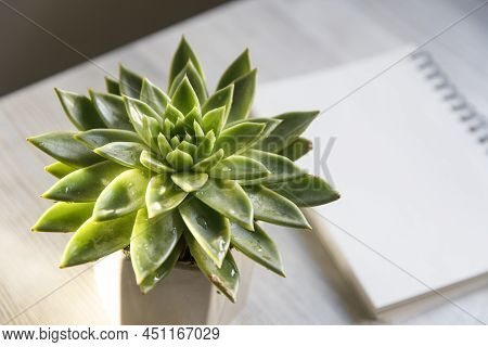 Echeveria In A Beautiful Ceramic Pot On A Beige Table Next To A White Spring Notepad In The Kitchen 