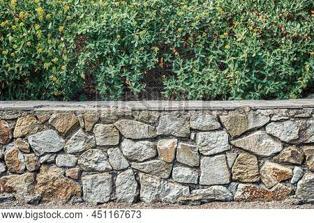 Bupleurum Fruticosum With Yellow Flowers On Stone Flowerbed In City Park. Urban Floral Decor On Stre