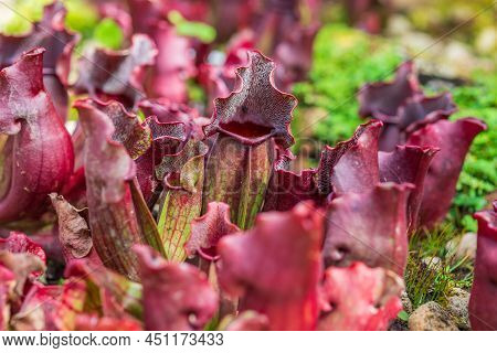 Carnivorous Pitcher Plants Or Monkey Cups In The Garden