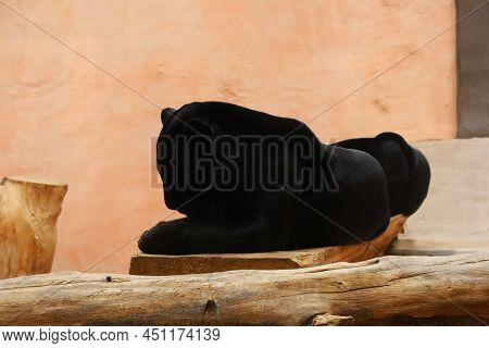 Black Panther Lies In An Aviary On A Beige Background Next To A Wooden Deck. Leopard Melanist