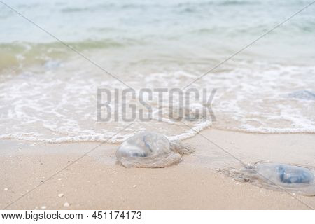 Many Dead Jellyfish On Sea Beach Shallow Water Cornerot And Aurelia Jellyfish On The Sandy Shore And