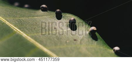 Abstract Banner Larvae Of Insect Eggs Ball Shape Accuracy Lie Beauty Along Edge Of Green Plant Leaf 