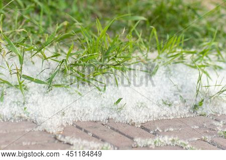 Poplar Fluff On The Road. Grass In Poplar Fluff, Close-up. Fluffy Fluff Seeds. Reproduction Of Trees