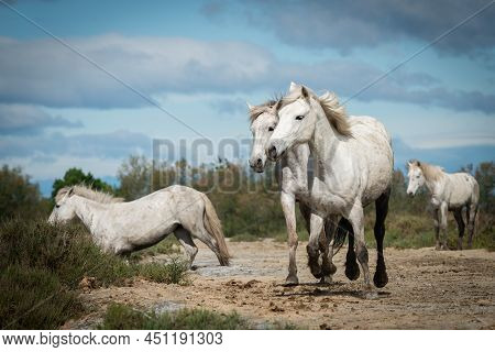 White Horses In Camargue, France Near Les Salines, France