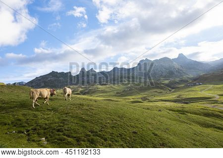 Two Milk Cows Walk Through A Green Meadow In A Mountain Landscape In Formigal, Huesca, Spain, Horizo