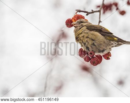 Red Crossbill Female Sitting On The Tree Branch And Eats Wild Apple Berries. Crossbill Bird Eats Ber