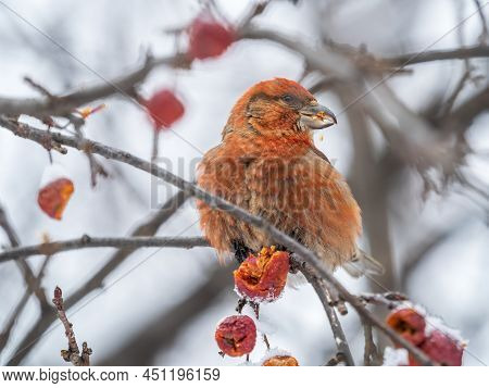 Red Crossbill Male Sitting On The Tree Branch And Eats Wild Apple Berries. Crossbill Bird Eats Berri