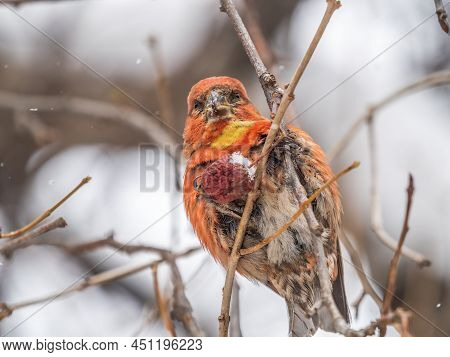 Red Crossbill Male Sitting On The Tree Branch And Eats Wild Apple Berries. Crossbill Bird Eats Berri