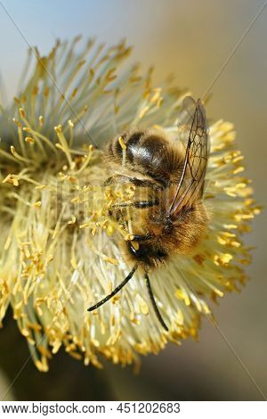 Vertical Closeup On A Brown Hairy Male Spring Mining Bee, Colletes Cunicularius Feeding On Yellow Po
