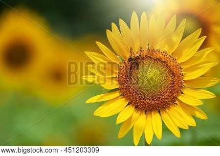 An Asian Honeybee Collecting Pollen On Yellow Sunflower Against The Sunrise Sky In The Background, A