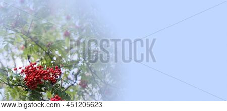 A Branches Of Rowan With Red Berries Background Blue Sky Banner. Autumn And Natural Background. Autu