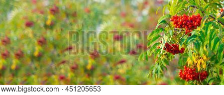 A Branches Of Rowan With Red Berries Banner. Autumn And Natural Background. Autumn Banner With Rowan